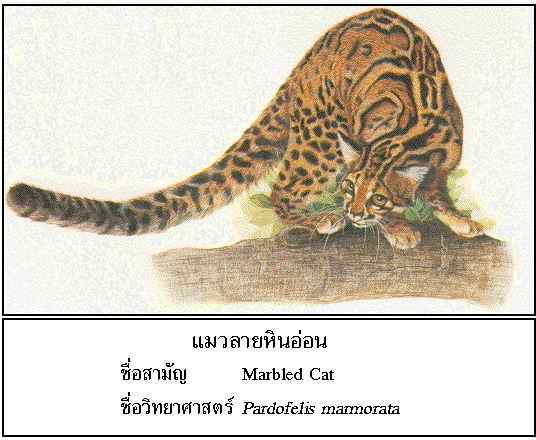 漂亮的猫科动物  石纹猫