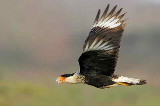 墨西哥的国鸟  凤头卡拉鹰 Polyborus plancus