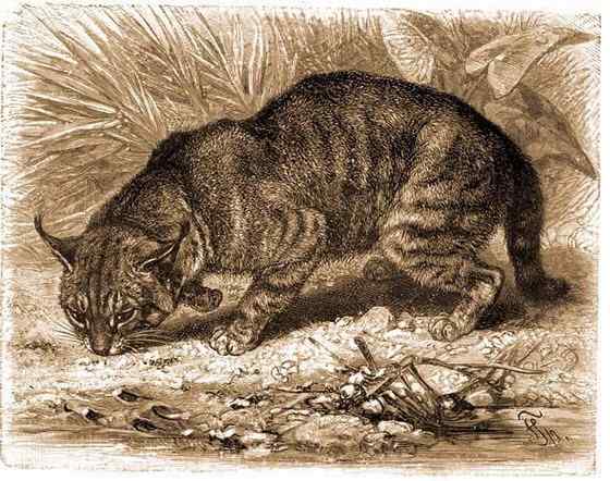 狸猫换太子中的狸猫