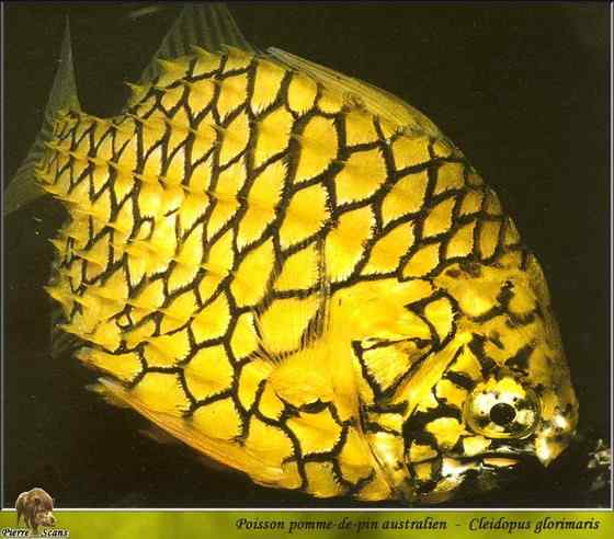 观赏鱼类 松球鱼 pinecone fish