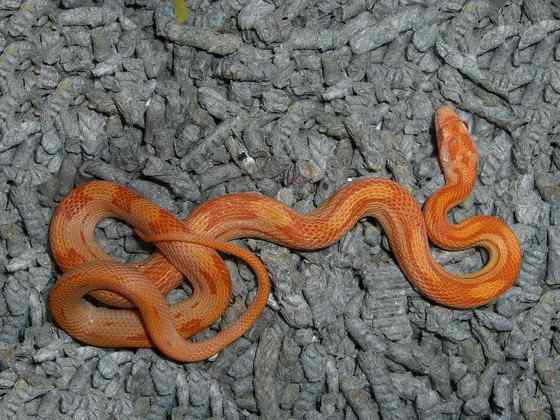 玉米锦蛇 粟米蛇、玉米蛇、红鼠蛇