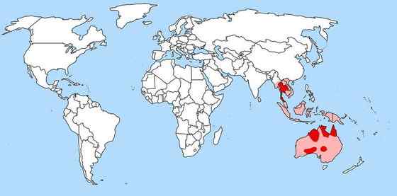 澳洲野狗 最著名的外来入侵物种 澳洲野狗 最著名的外来入侵物种