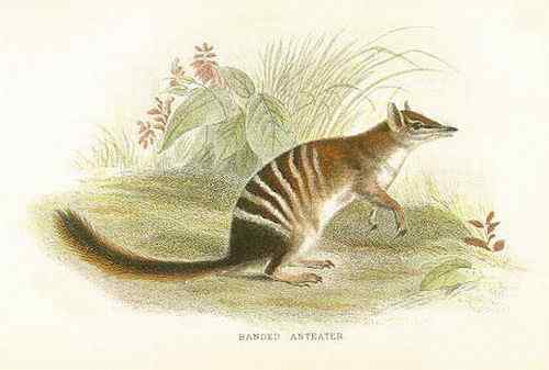 袋食蚁兽 Myrmecobius fasciatus 袋食蚁兽 Myrmecobius fasciatus