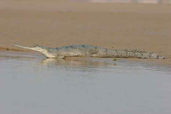 大型鳄鱼 食鱼鳄