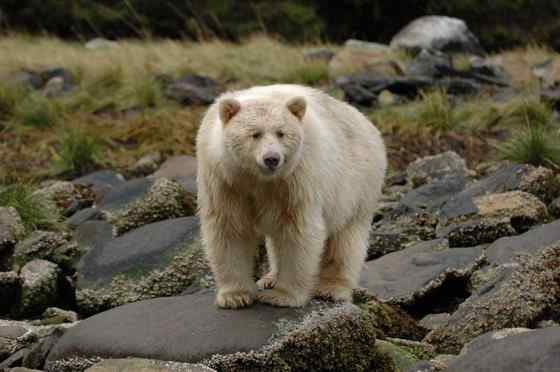 白灵熊 Kermode bear