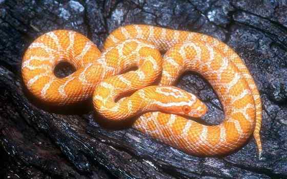 玉米锦蛇 粟米蛇、玉米蛇、红鼠蛇