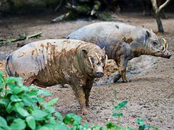 印度尼西亚的四牙猪  鹿豚