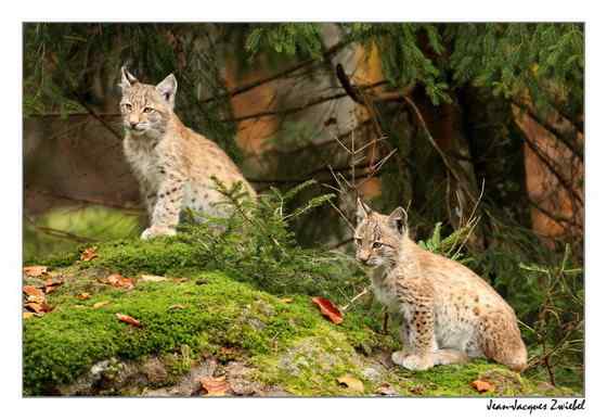 猫科动物  猞猁、羊猞猁、马猞猁