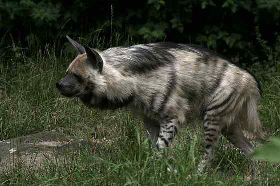缟鬣狗 Hyaena hyaena