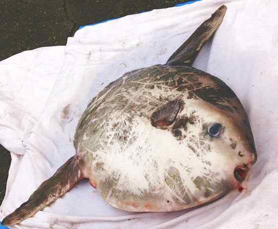 最大的硬骨鱼  巨大无比的头  翻车鱼