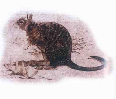 19、20世纪灭绝的动物