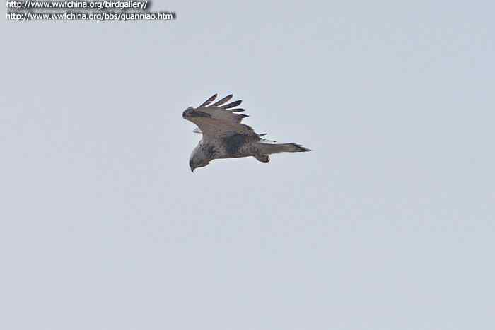 云南猛禽的识别第二编——鵟