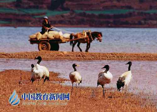鹤痴”教师王高祥 鹤痴”教师王高祥