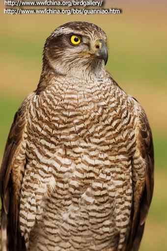 云南猛禽识别——鹰，鹞，黑翅鸢（一）