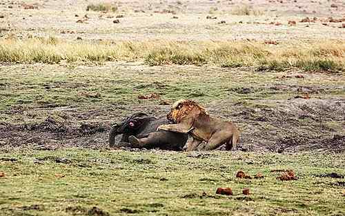 狮子与大象的对决