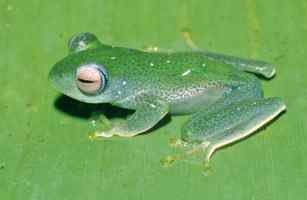 《时代》评选出2009十大新物种博萨维毛鼠居榜首