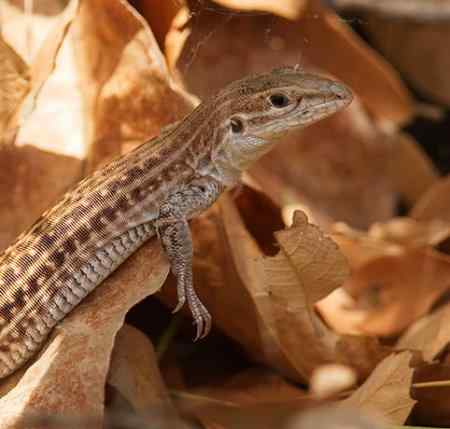 动物世界十大匪夷所思的交配性爱方式