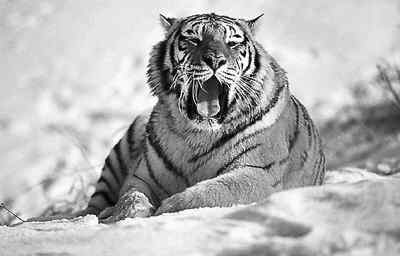 珲春：探访东北虎之乡