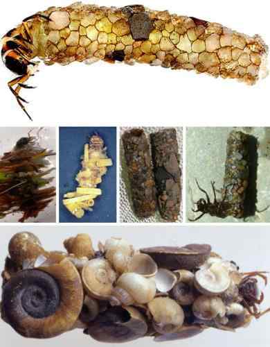 盘点自然界七大动物建筑师