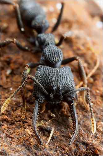 美刊精彩图片揭秘奇妙蚂蚁王国