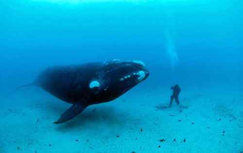 2008年度野外生态摄影大赛获奖作品 2008年度野外生态摄影大赛获奖作品