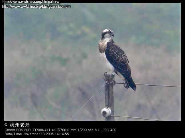 云南猛禽的识别——鵟，鵟鹰，鸢和鹗（三）