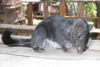 全球十大活化石物种：腔棘鱼居榜首