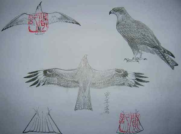 云南猛禽的识别——鵟，鵟鹰，鸢和鹗（二）