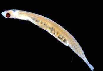 世上最小的动物大全