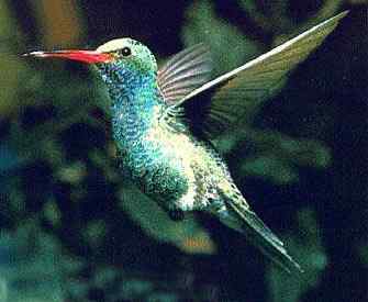 世上最小的动物大全