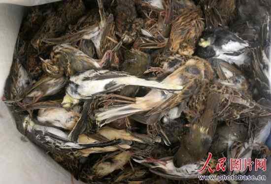 秦皇岛放飞3万多只获救野生鸟类 秦皇岛放飞3万多只获救野生鸟类