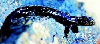十大濒危两栖动物排行榜——娃娃鱼最长寿最奇特最濒危
