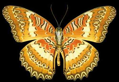 美刊评出八大最美蝴蝶枯叶蝶化身落叶