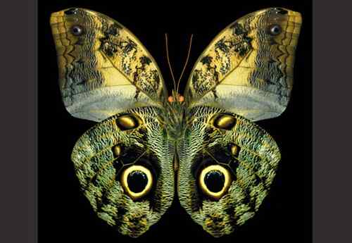 美刊评出八大最美蝴蝶枯叶蝶化身落叶