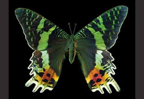 美刊评出八大最美蝴蝶枯叶蝶化身落叶