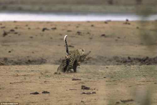 摄影师拍到非洲猎豹猎杀鳄鱼瞬间 摄影师拍到非洲猎豹猎杀鳄鱼瞬间