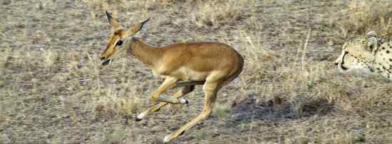 三猎豹抓住小羚羊后竟一同玩耍