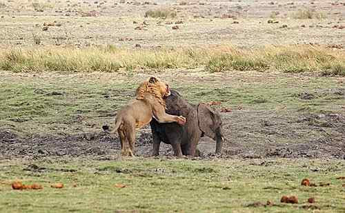 狮子与大象的对决