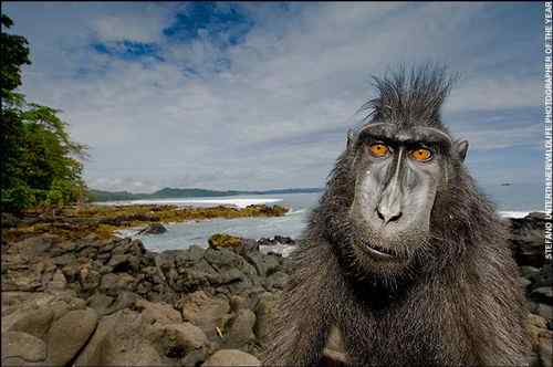 2008年度野外生态摄影大赛获奖作品 2008年度野外生态摄影大赛获奖作品