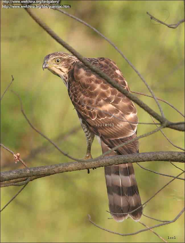 云南猛禽识别——鹰，鹞，黑翅鸢（一）
