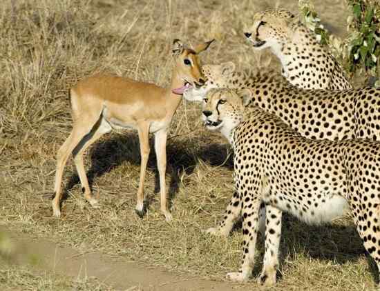 三猎豹抓住小羚羊后竟一同玩耍