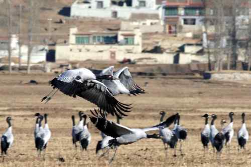 西藏：黑颈鹤数量逐年增多