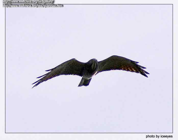 云南猛禽的识别——鵟，鵟鹰，鸢和鹗（三）