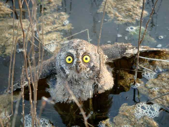 天津北大港水库湿地 爱鸟人士战斗日记之三