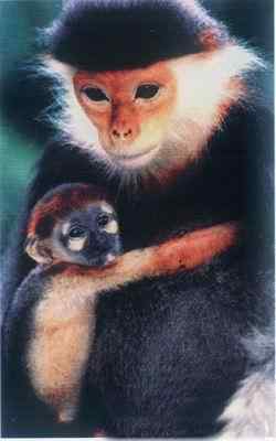 19、20世纪灭绝的动物