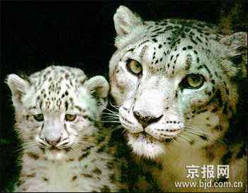 随着自然和生态环境恶化雪豹面临生存危机