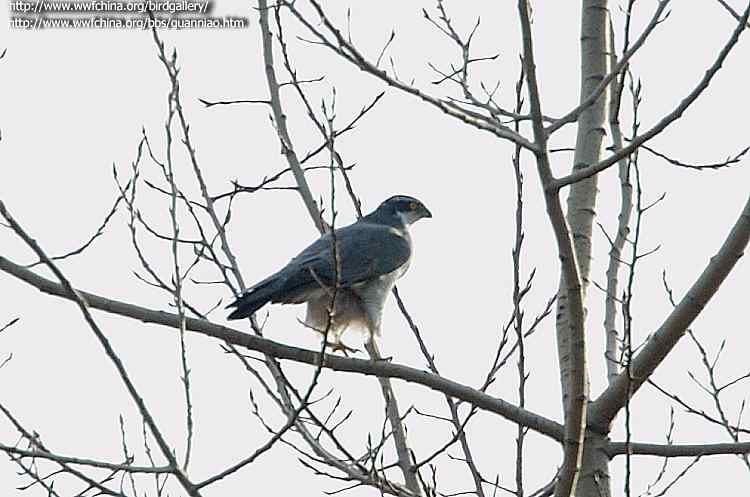 云南猛禽识别——鹰，鹞，黑翅鸢（一）