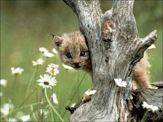 超可爱的野生动物宝宝