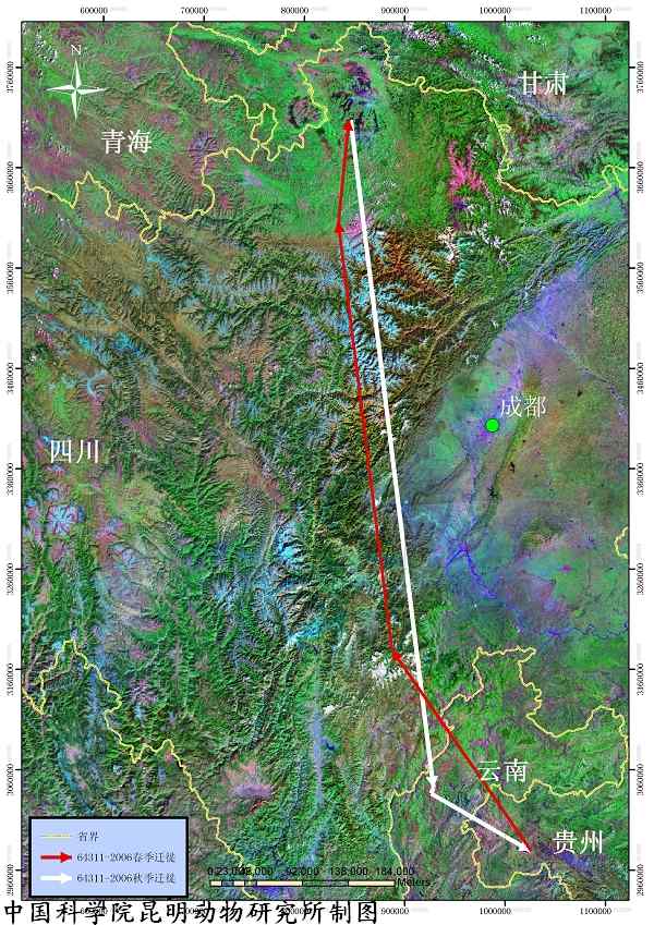 卫星定位：中科院昆明动物研究所首获黑颈鹤15条迁徙路线