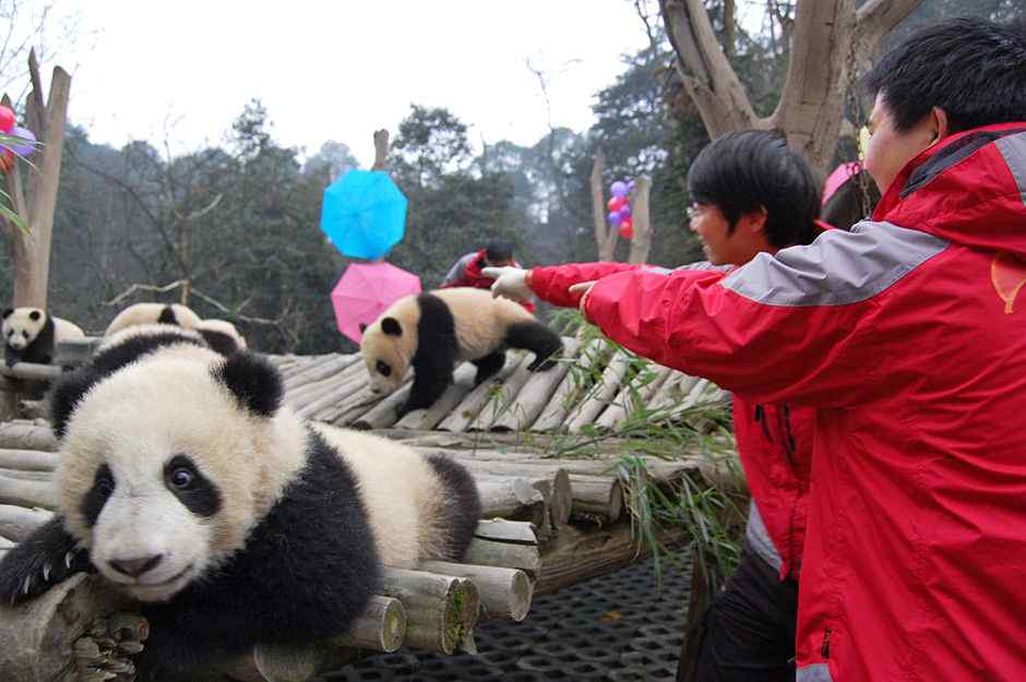 16只四川地震后出生的熊猫宝宝开始集体生活